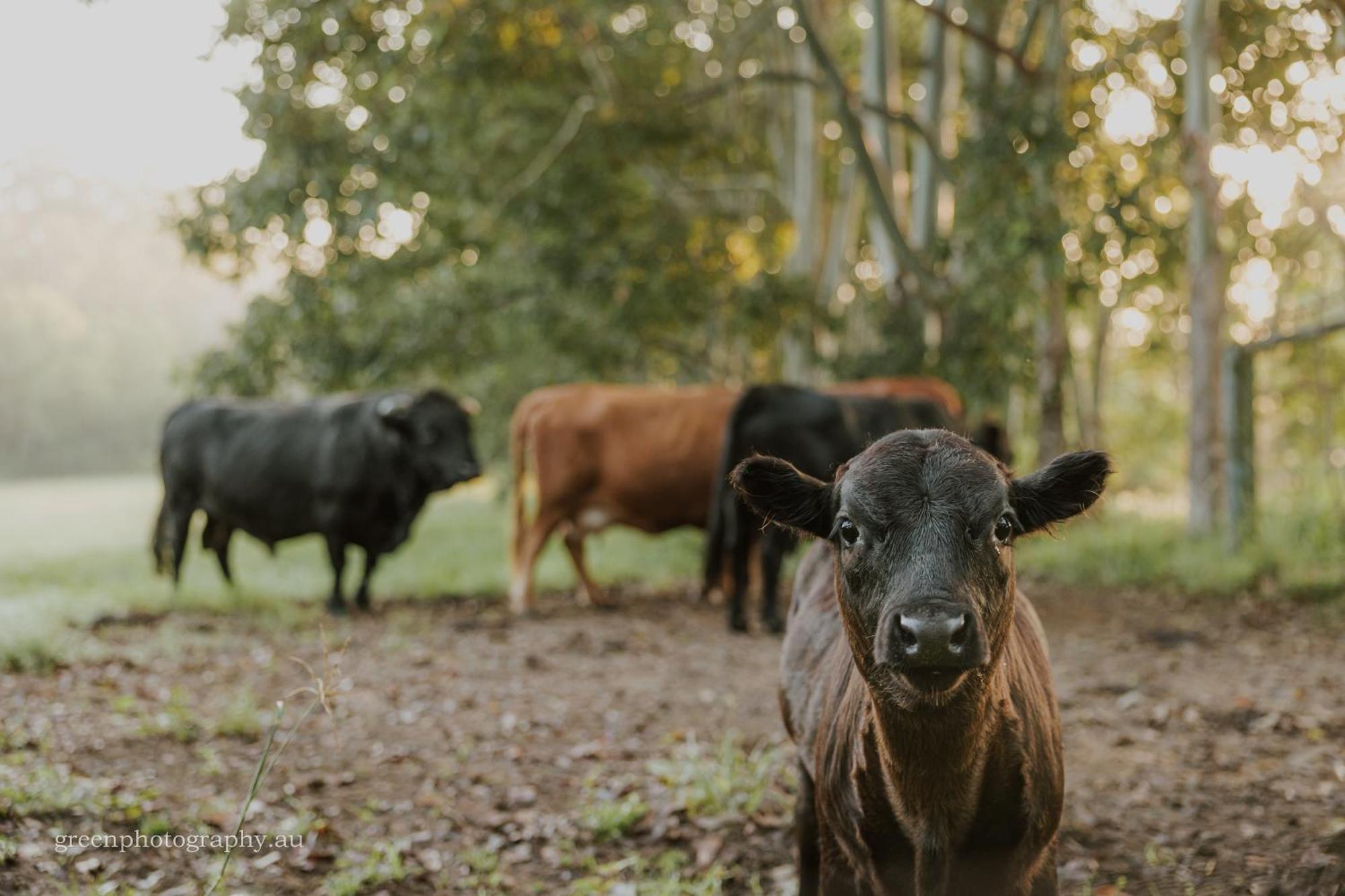 Blackwattle Farm Beerwah Exteriér fotografie