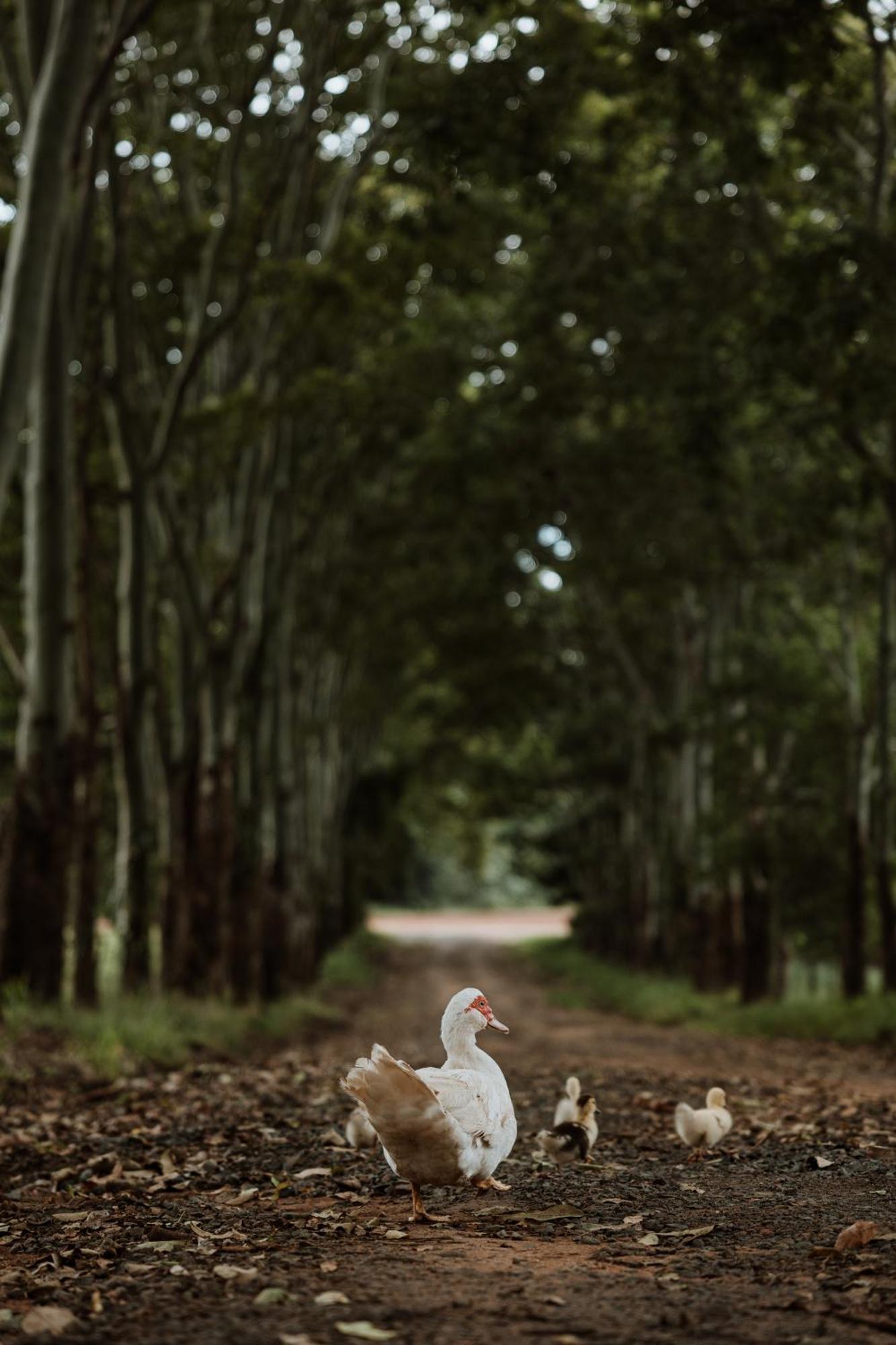 Blackwattle Farm Beerwah Exteriér fotografie