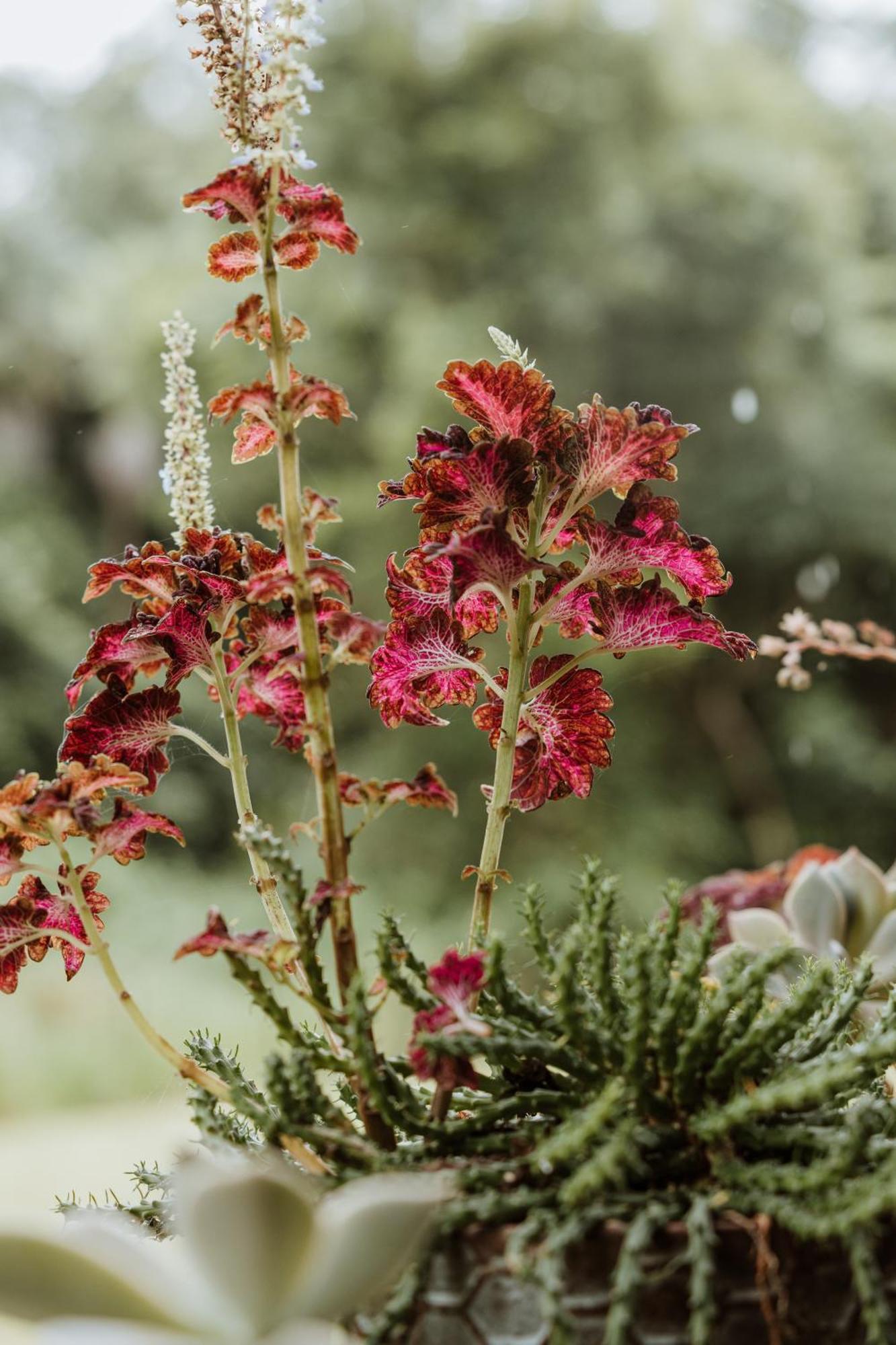 Blackwattle Farm Beerwah Pokoj fotografie